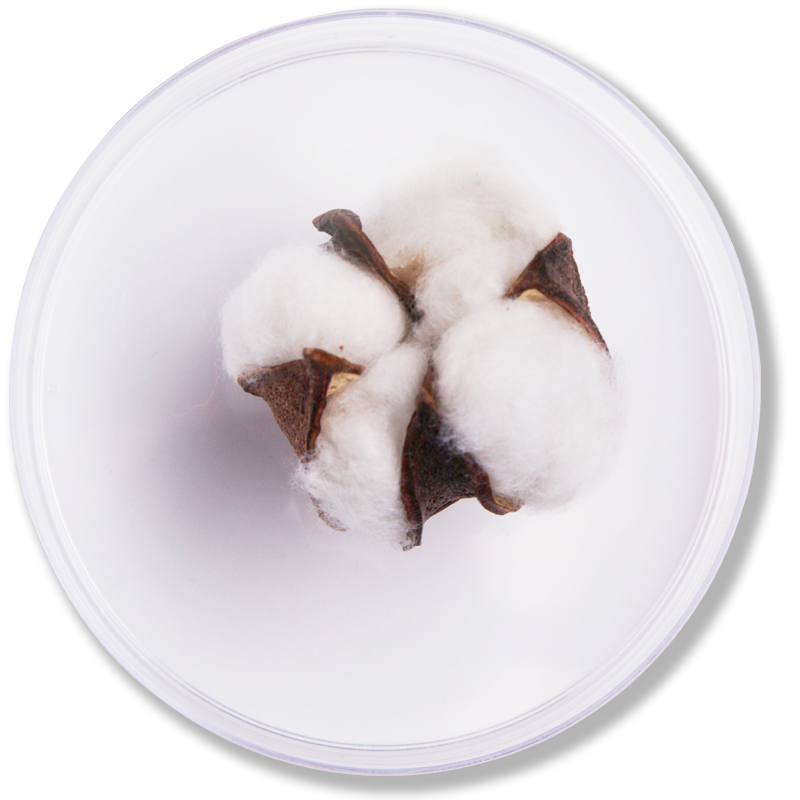 Cotton Seed Oil