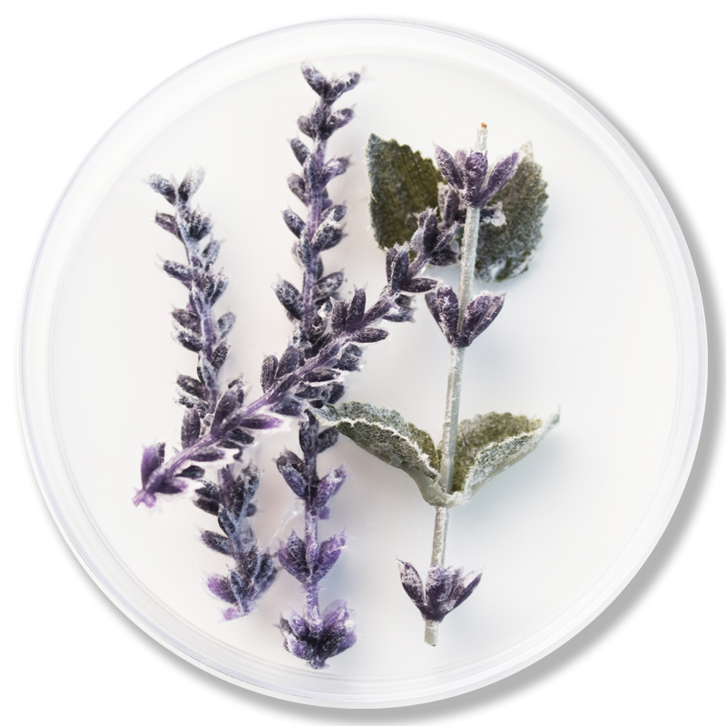 Lavender Extract