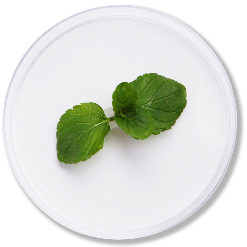 Peppermint Leaf Extract