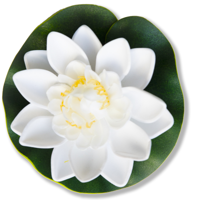 White Water Lily Extract