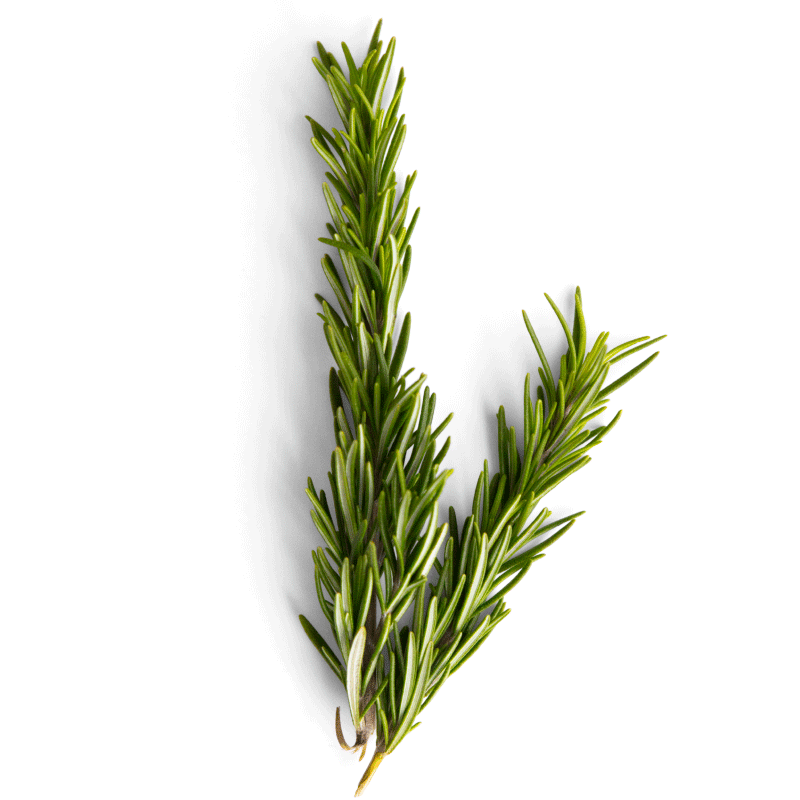 Rosemary Extract