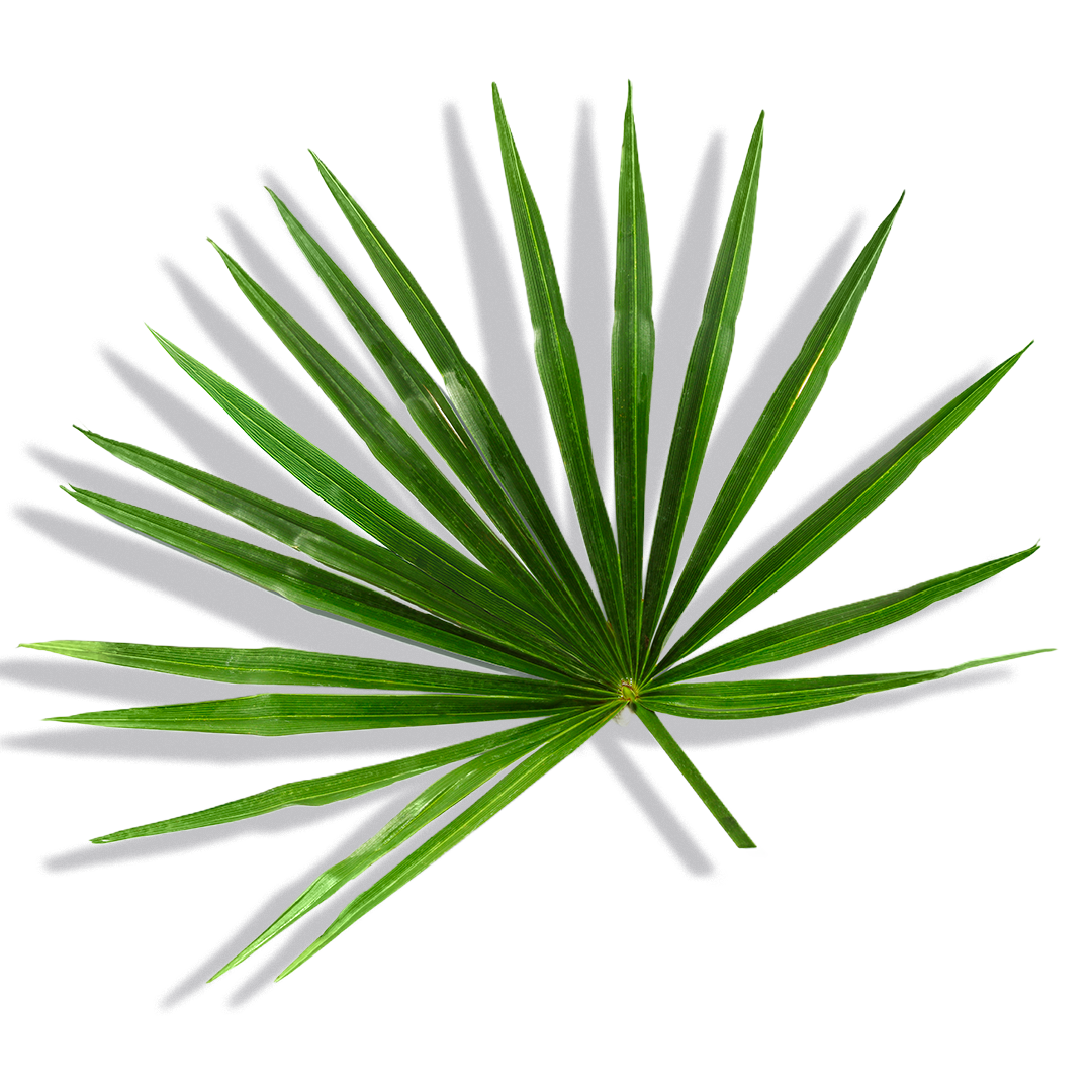 Saw Palmetto