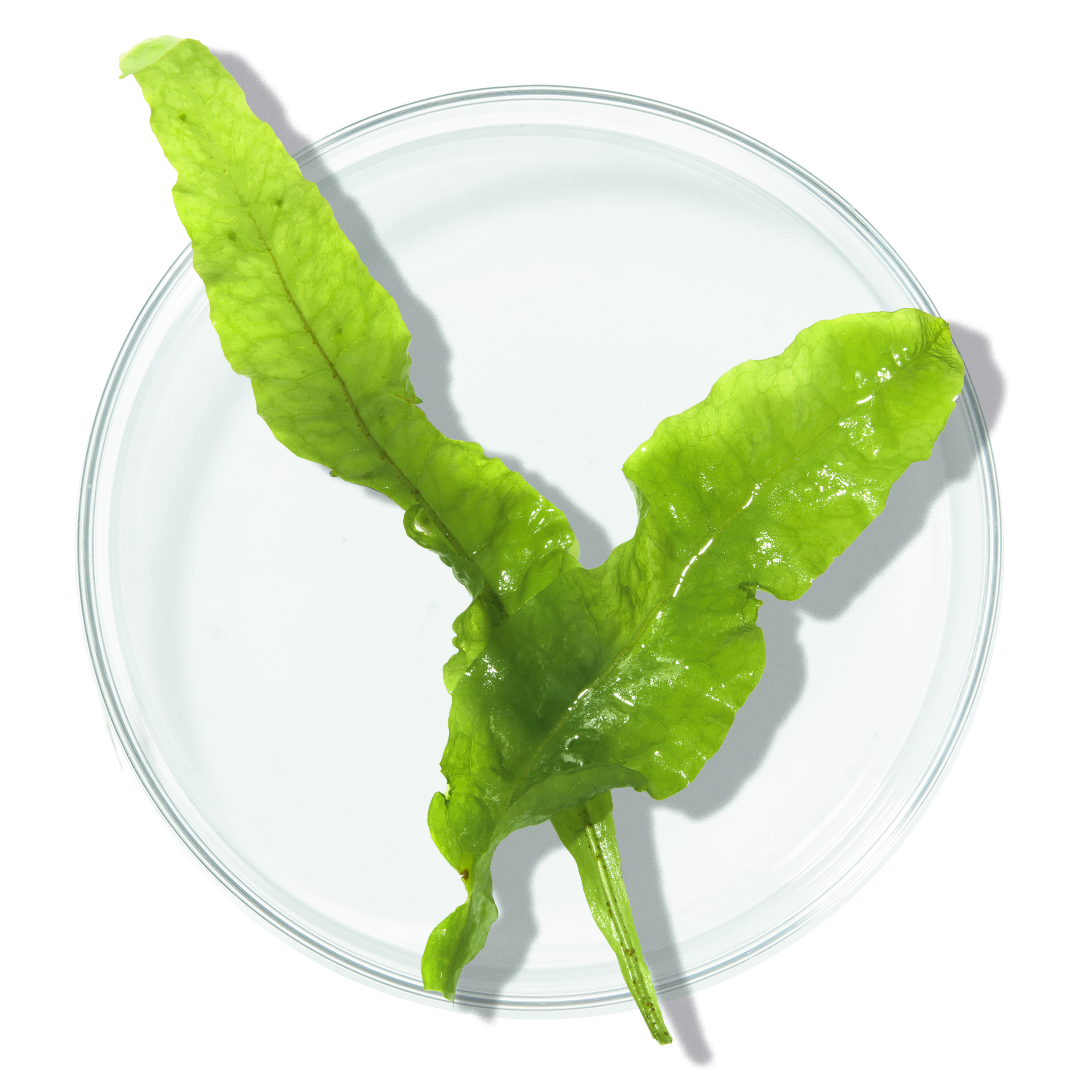 Wakame