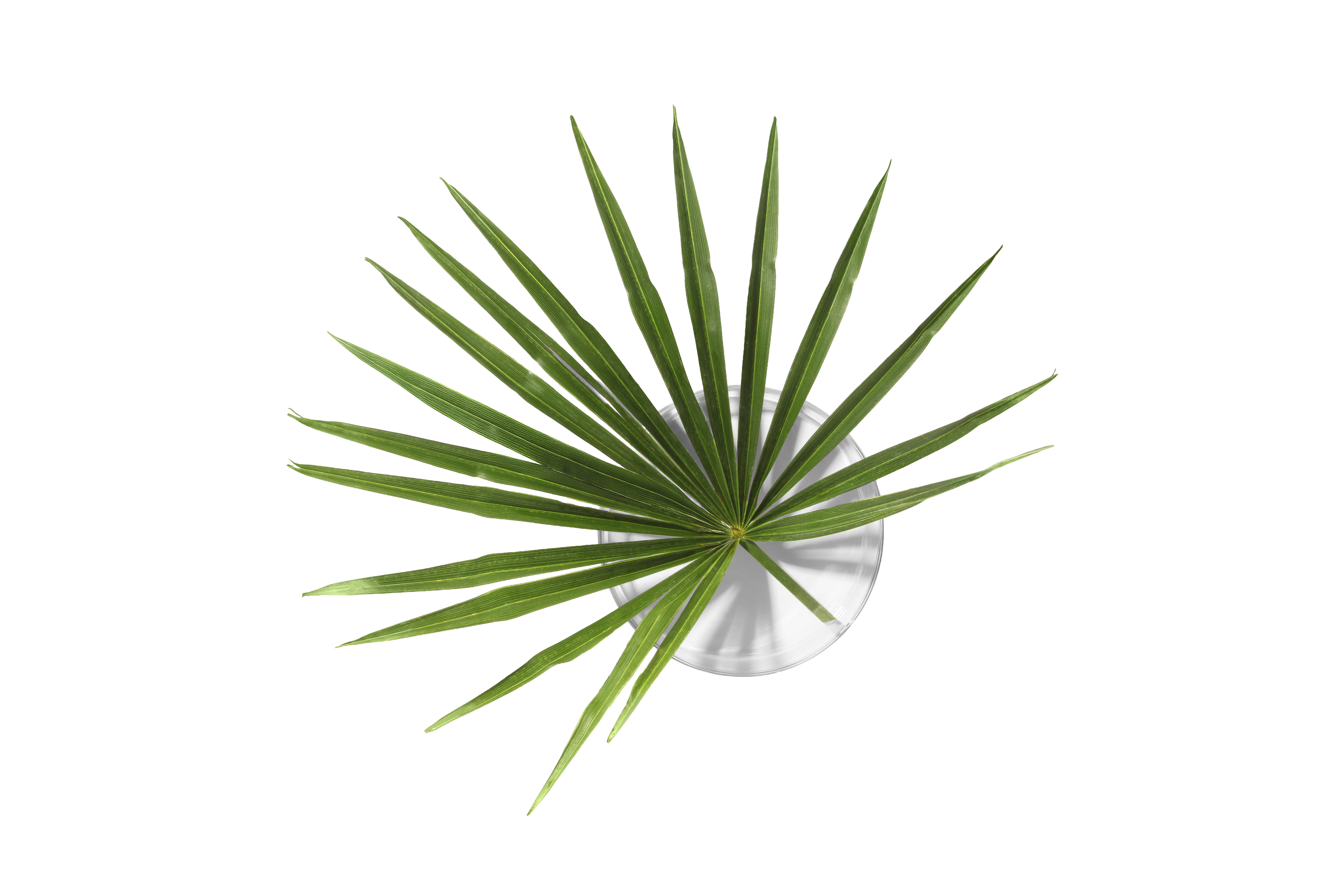 Saw Palmetto