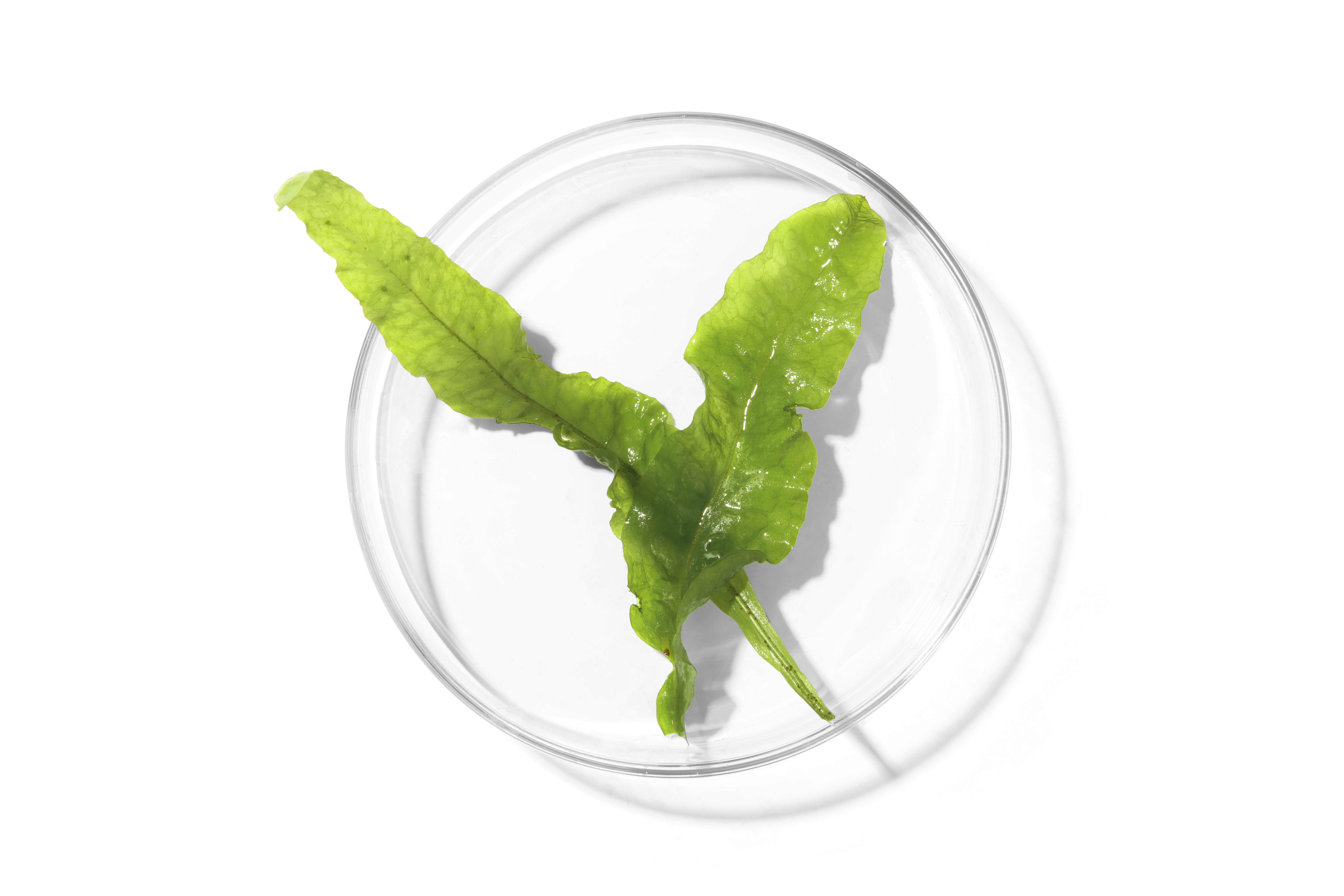 Wakame